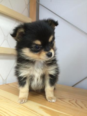 チワワ（ロングコート）