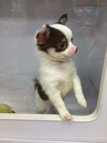 チワワ（ロングコート）