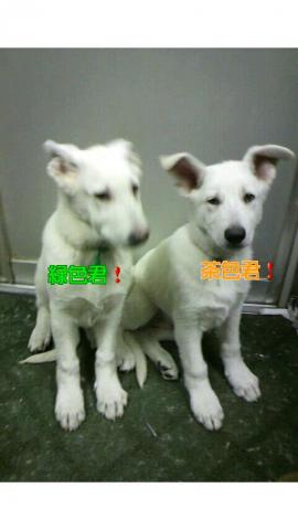 ホワイトシェパード