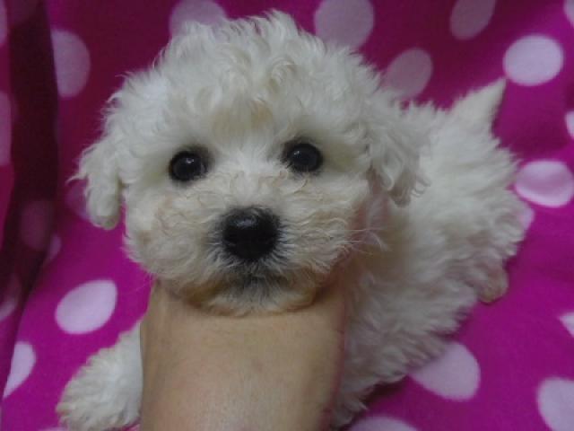 ビションフリーゼ