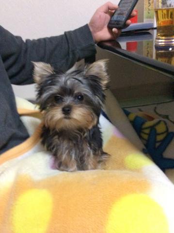 ヨークシャーテリア