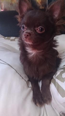 チワワ(ロングコート)