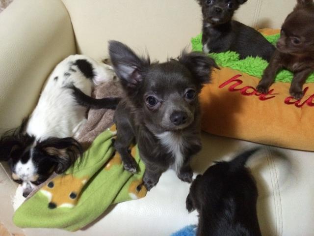 チワワ(ロングコート)