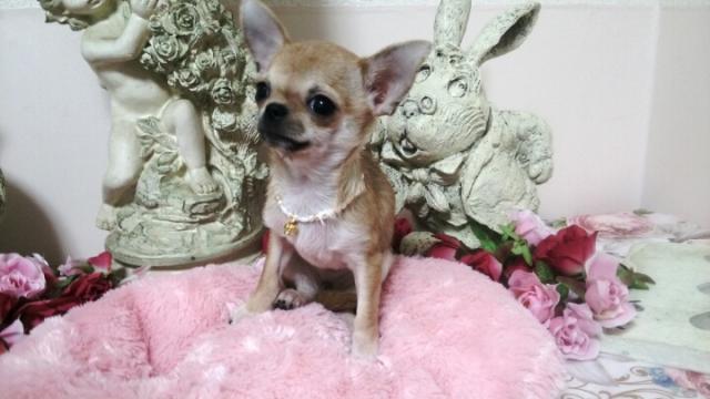 チワワ（スムースコート）