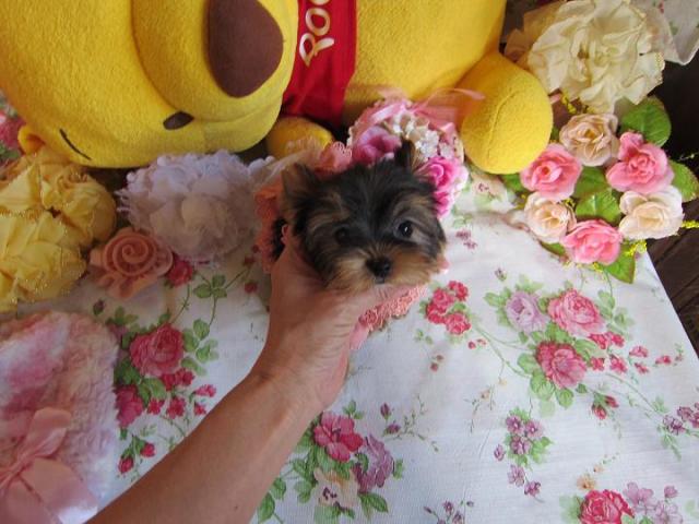 ヨークシャーテリア