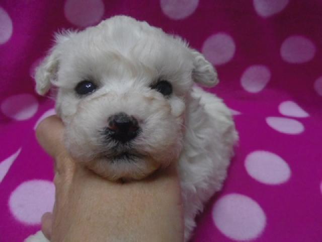 ビションフリーゼ