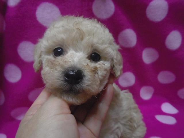 トイプードル