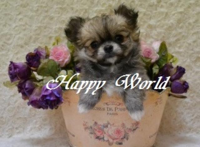 HAPPY WORLD