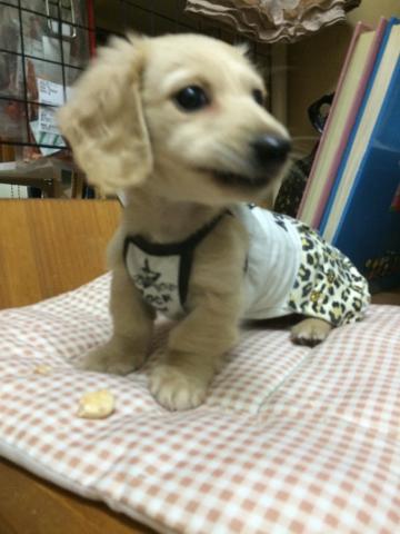 ミニチュアダックスフンド