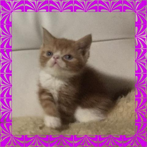 エキゾチックショートヘアー