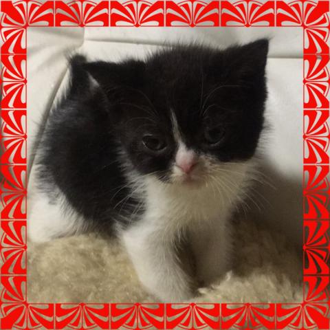 エキゾチックショートヘアー