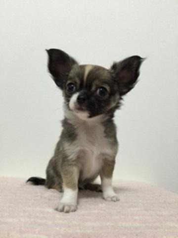 チワワ（ロングコート）