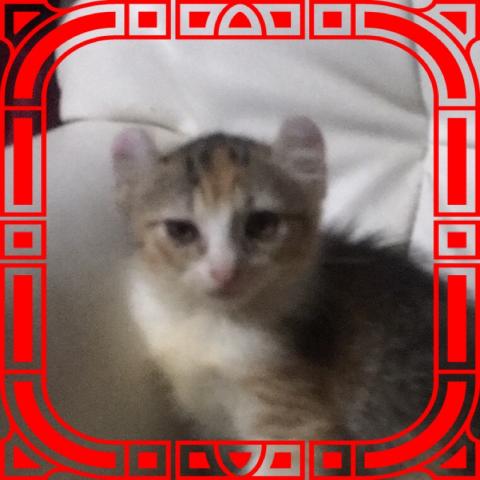 アメリカンカール