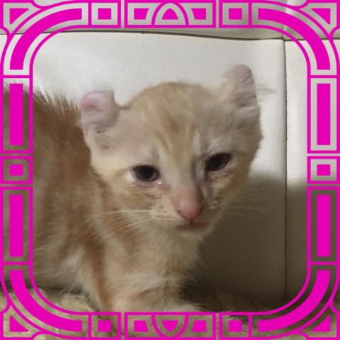 アメリカンカール