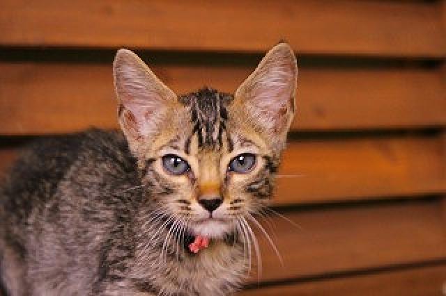 ベンガルブラウンスポット