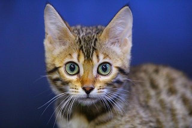 ベンガルブラウンスポット