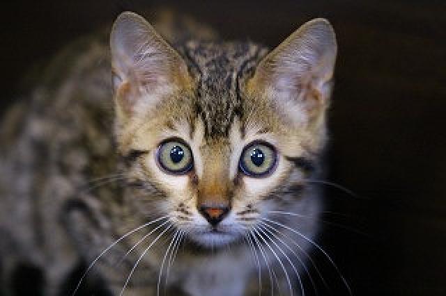 ブラウンスポット