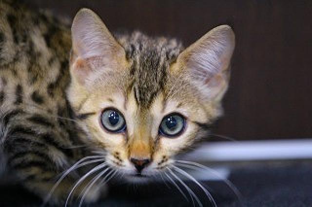 ブラウンスポット