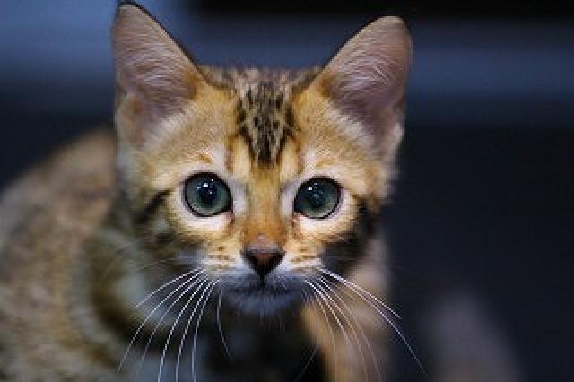 ベンガルブラウンスポット