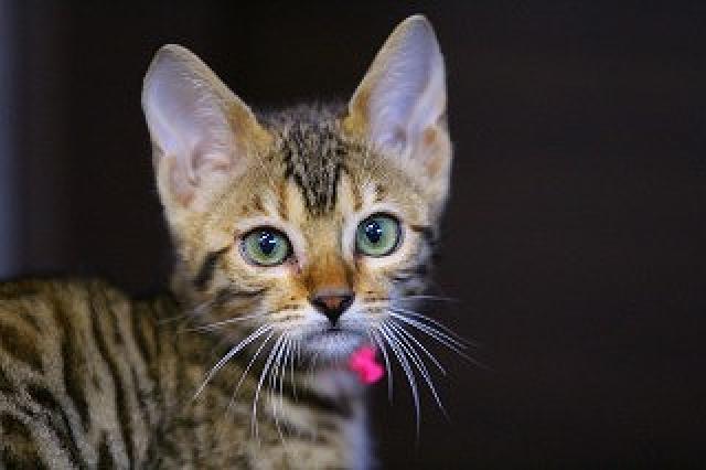 ベンガルブラウンスポット