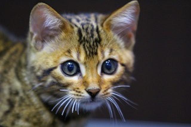 ベンガルブラウンスポット