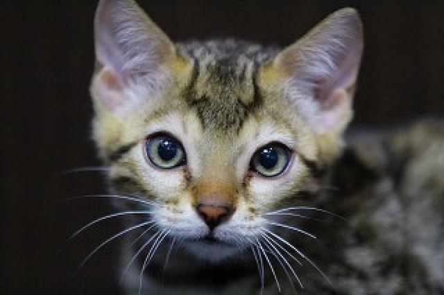 ベンガルブラウンスポット