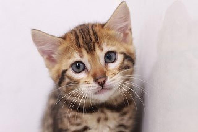 ベンガルブラウンスポット