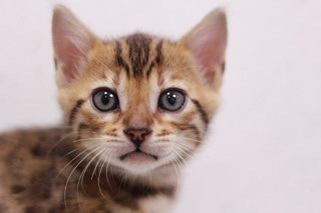 ブラウンスポット