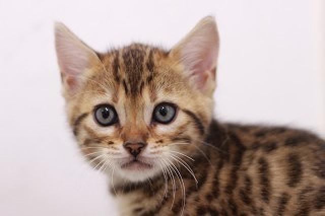 ベンガルブラウンスポット