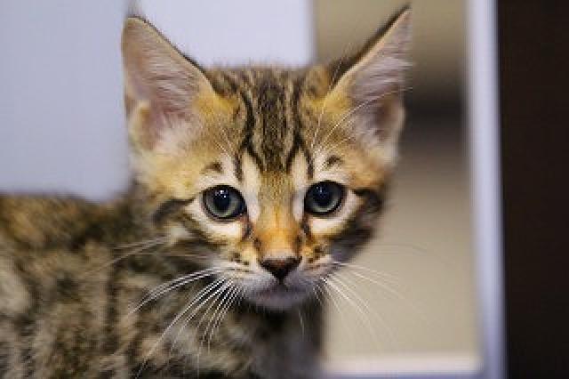 ブラウンスポット