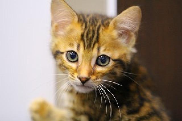 ブラウンスポット