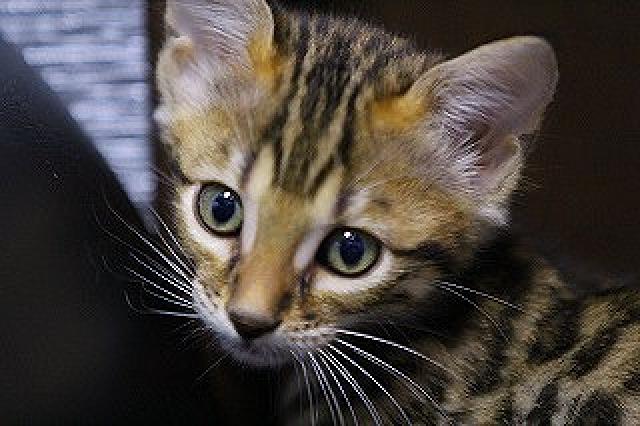 ベンガルブラウンスポット