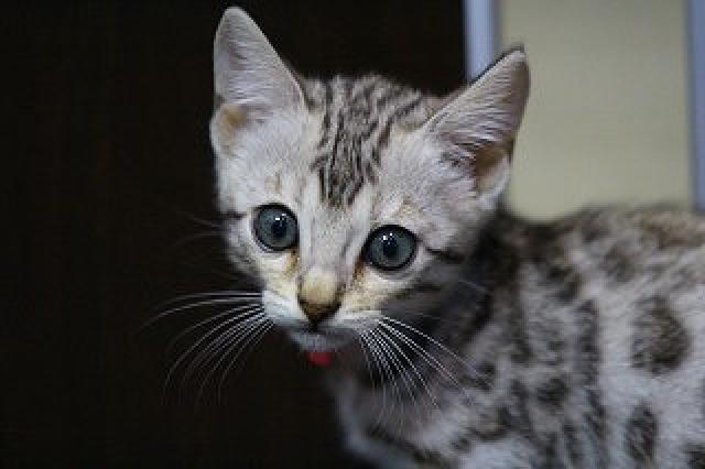 シルバースポット