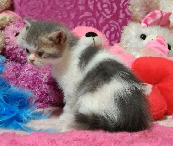 エキゾチックショートヘアー