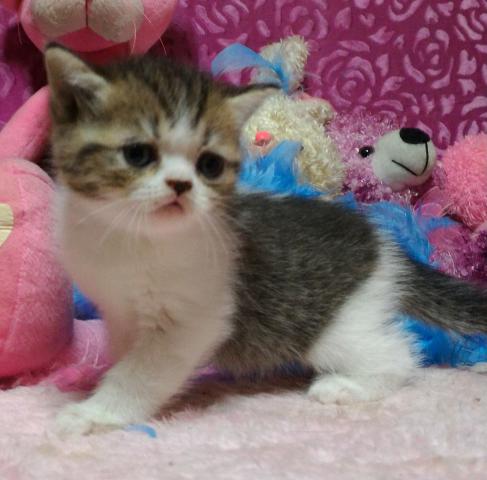 エキゾチックショートヘアー