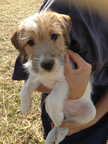 ジャックラッセルテリア