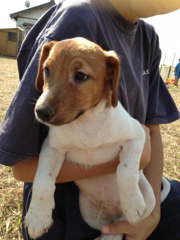 ジャックラッセルテリア