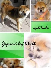Japanese‘dog‘world