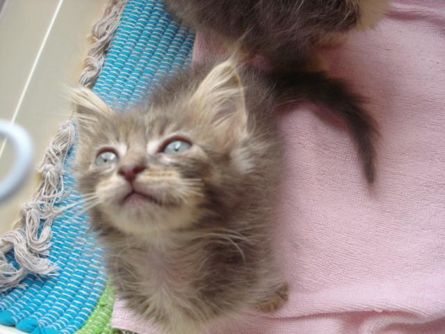 ノルウェージャンフォレストキャット