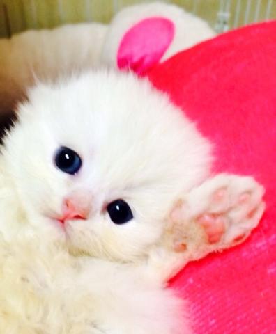 スコティッシュフォールド