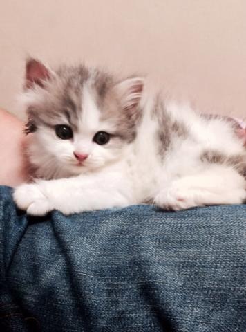 スコティッシュフォールド