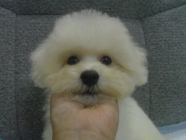 ビションフリーゼ