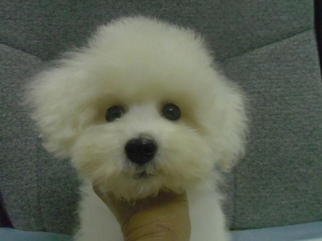 ビションフリーゼ