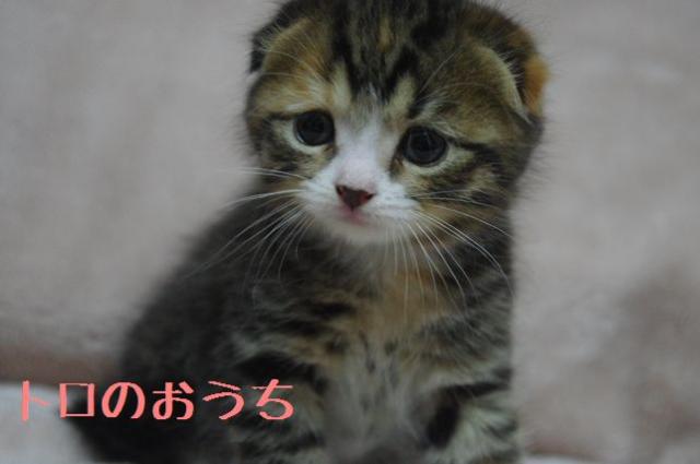 スコティッシュフォールド
