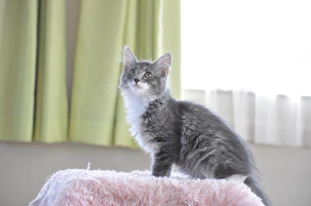 ノルウェージャンフォレストキャット