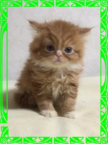 エキゾチックショートヘアー