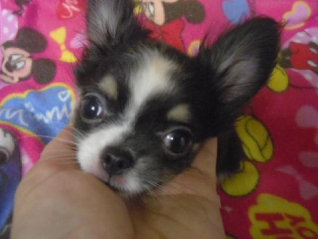 チワワ（ロングコート）