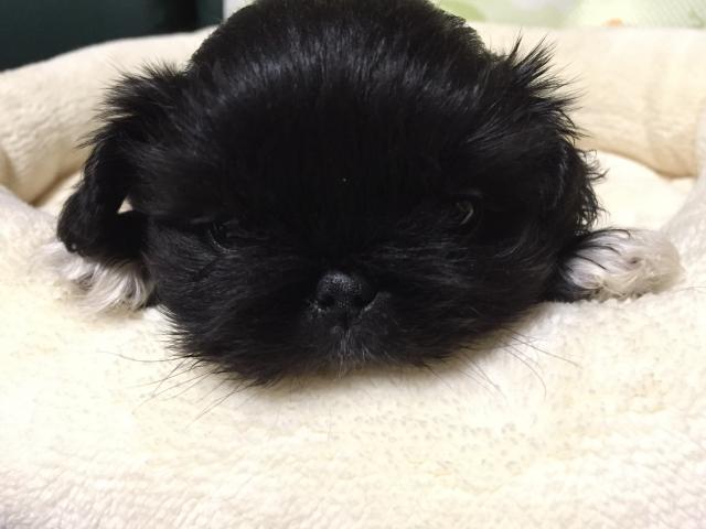 ペキニーズ