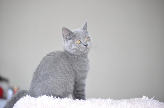ブリティッシュショートヘア