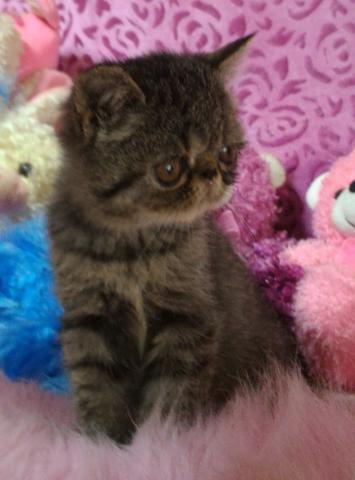 エキゾチックショートヘアー